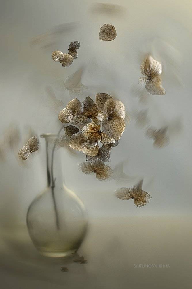 , Шипунова Ирина