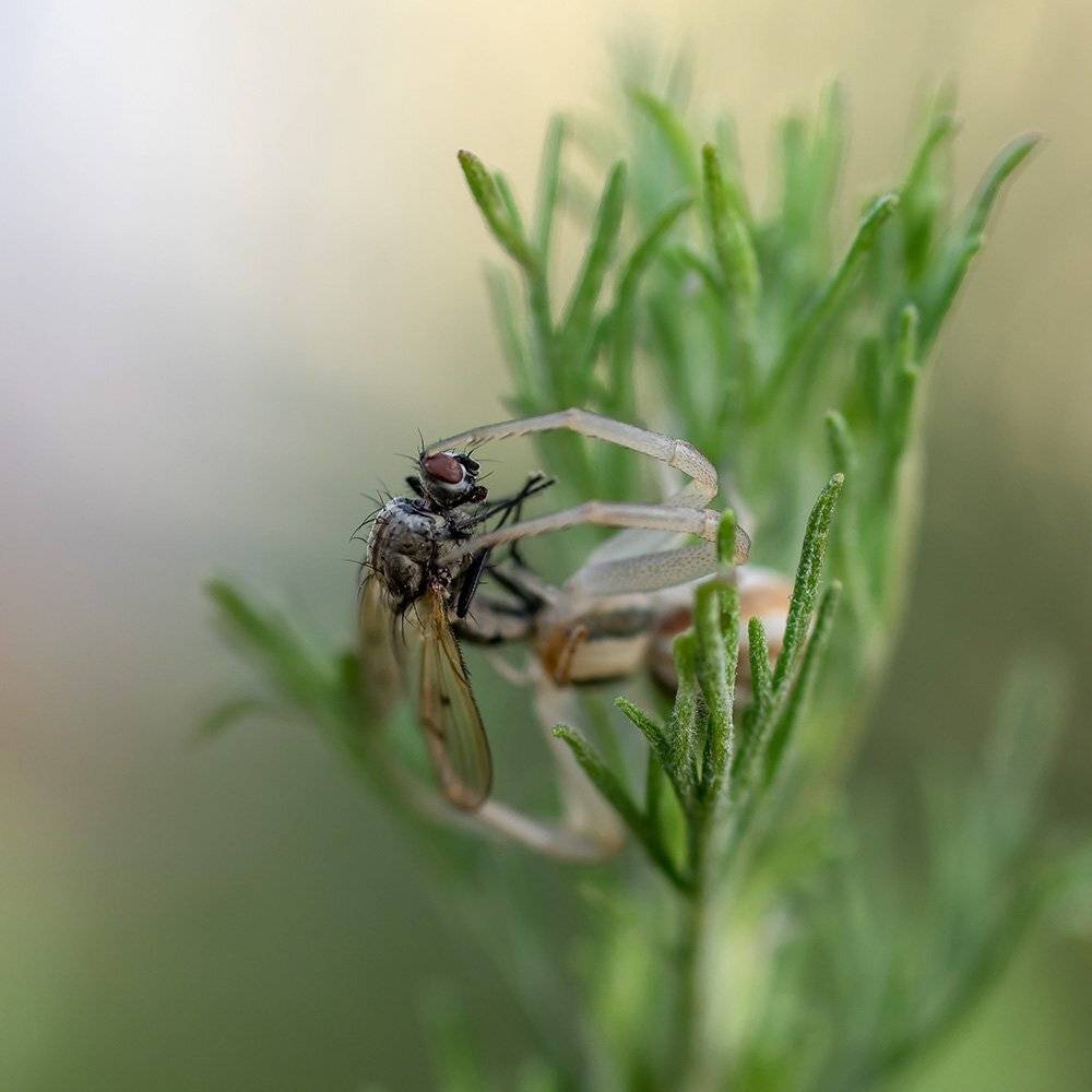 , Александр Земляной