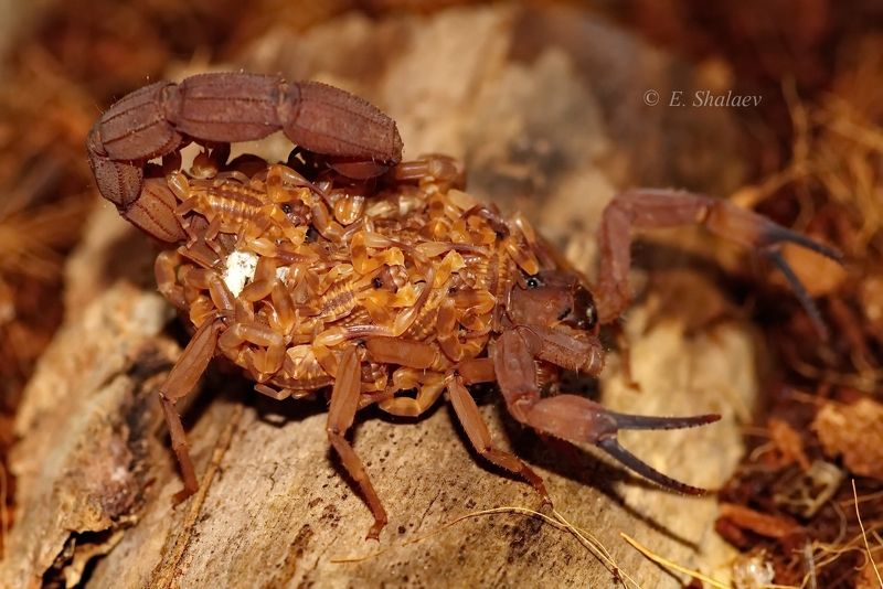 скорпион,parabuthus liosoma,скорпион парабутус лейосома Мамы разные важны ! фото превью