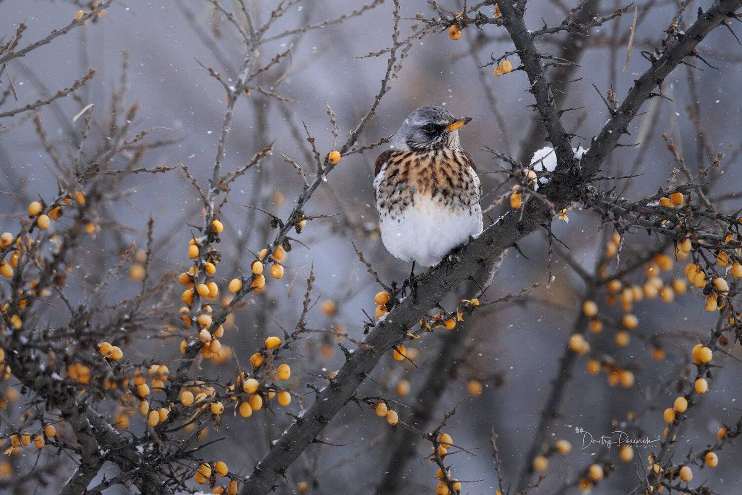 природа, животные, птицы, Дмитрий Посевич