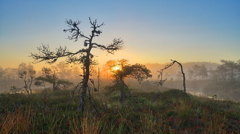 Marsh фото превью