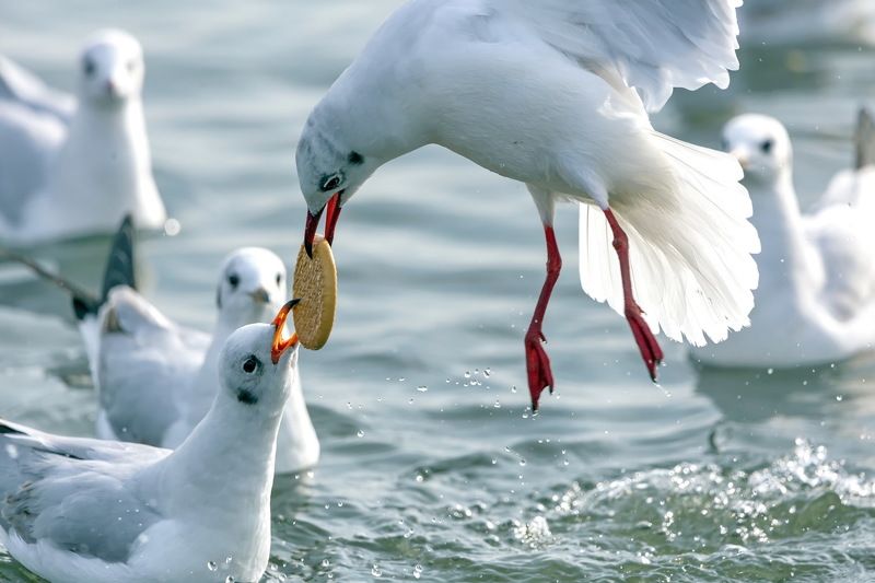 Деликатес фото превью