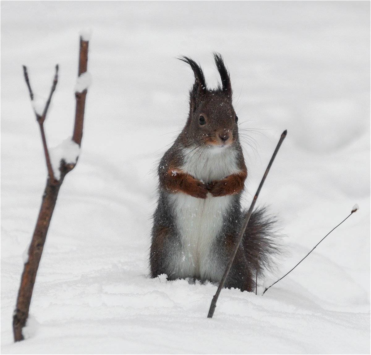 белка, зима, лес, Куликова Ирина