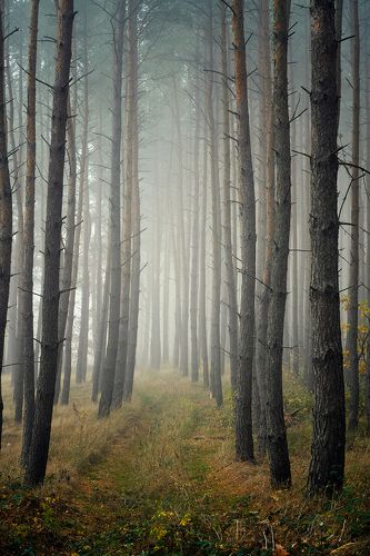 лесная дорога