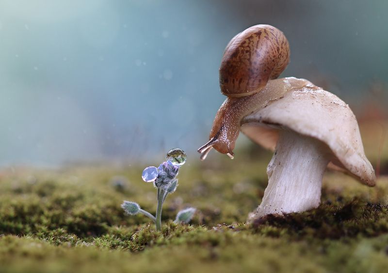 улитка, макро, природа, snail, nature Любуется фото превью