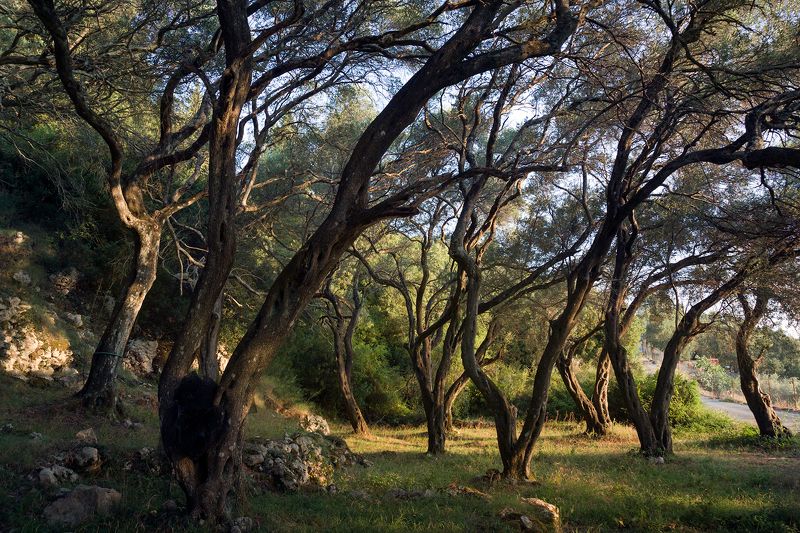 Оливы и кипарисы фото превью