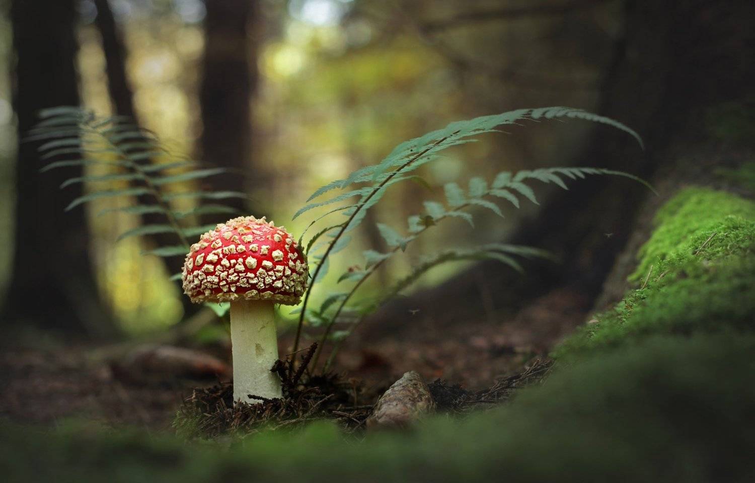 , Вадим Морозов