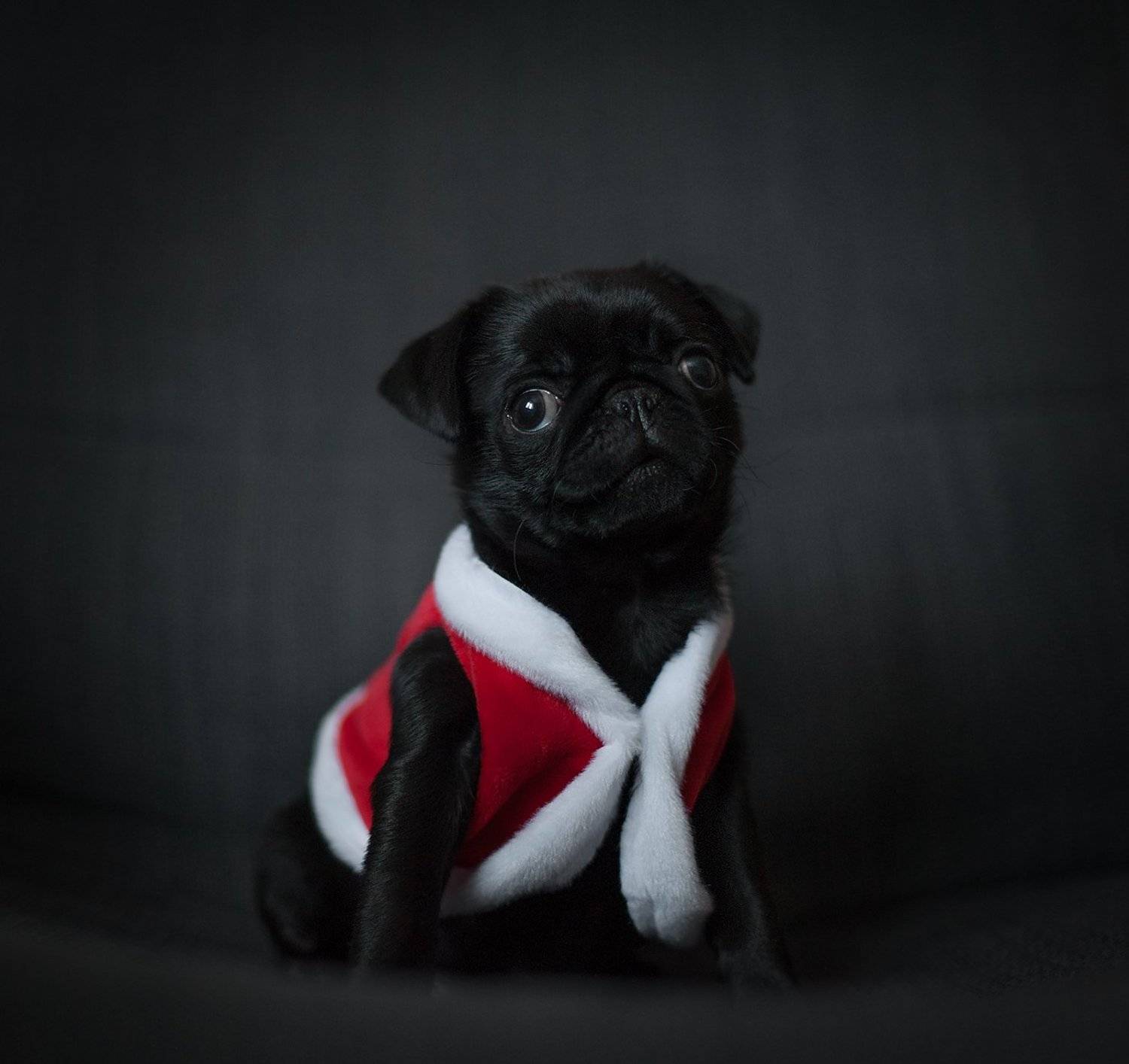 , Анастасия Крылова