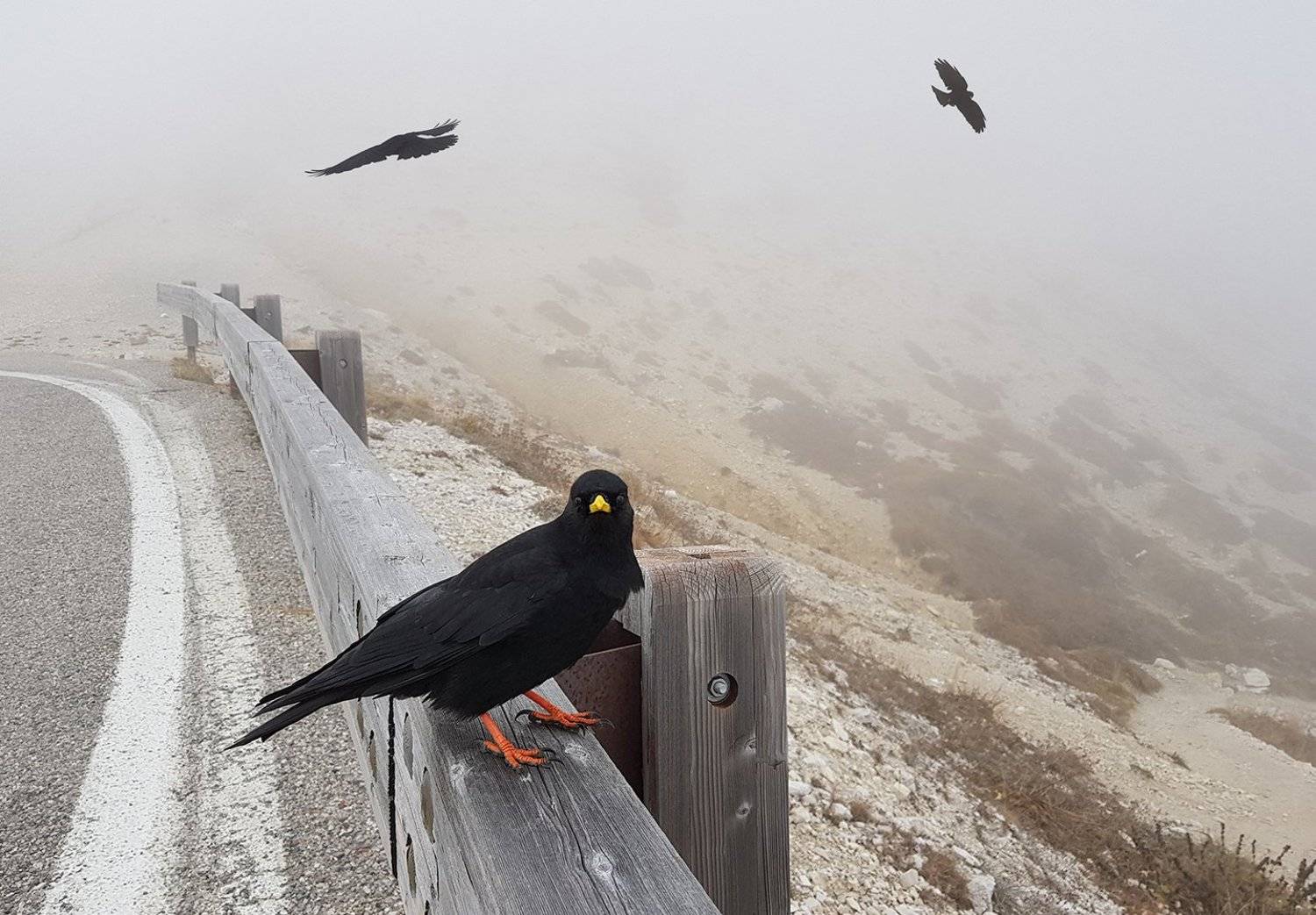 , Игорь Дубровский