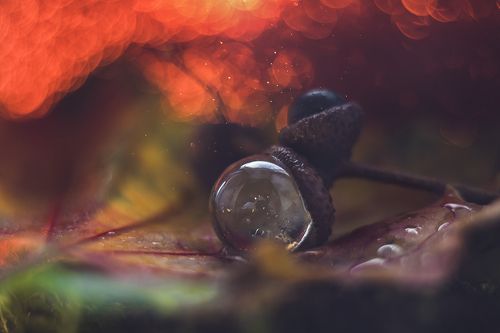 Пожар осени