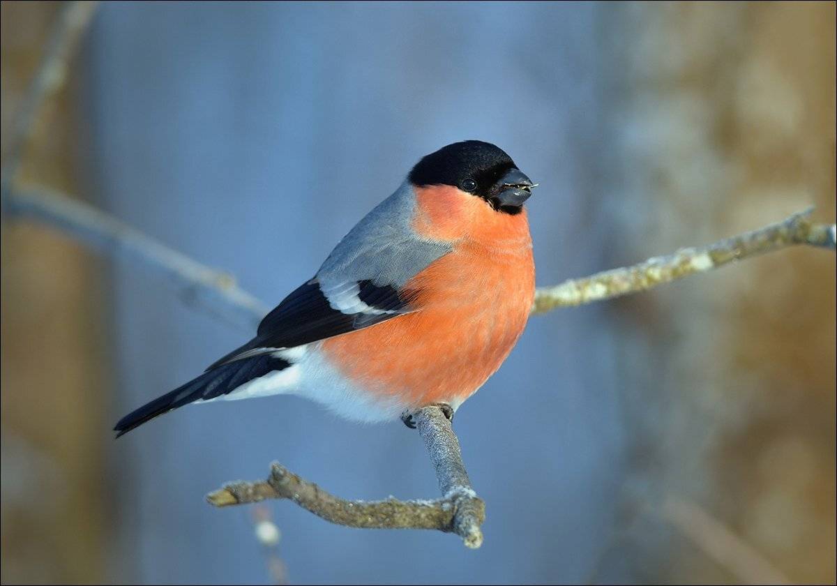 снегирь, Андрей Медведев