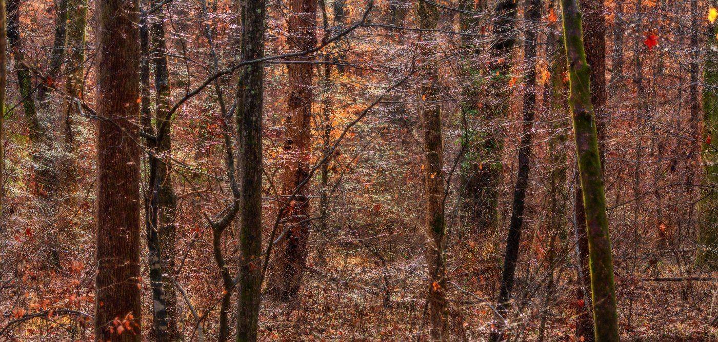 , Леонид Дьяченко