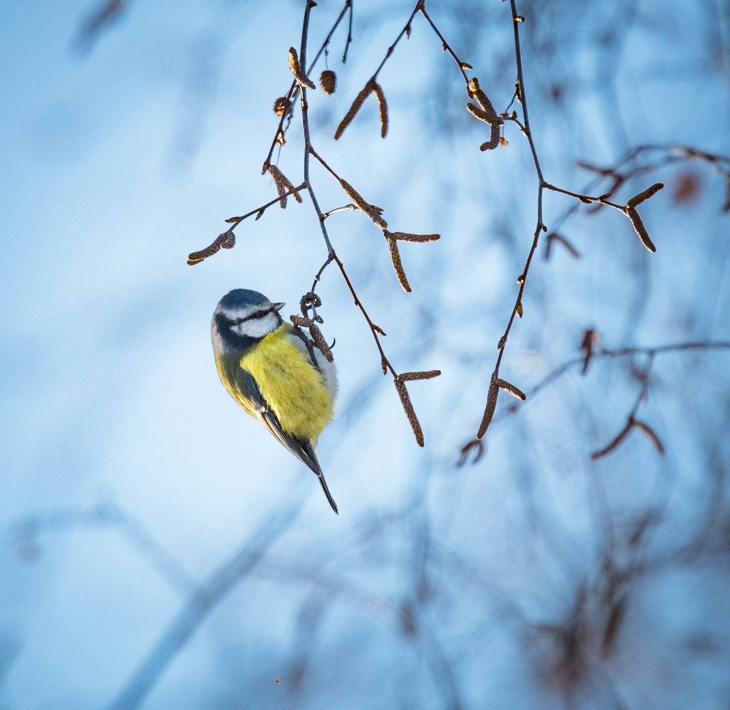 , Курлянцев Алексей