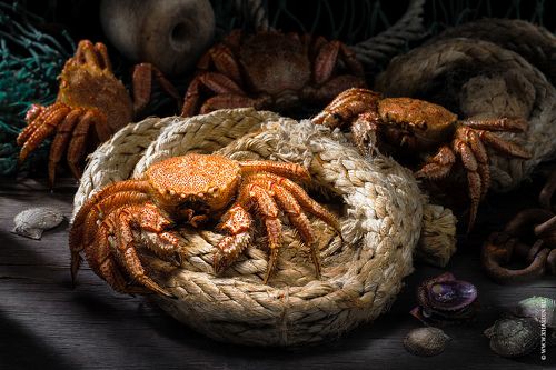 CRAB