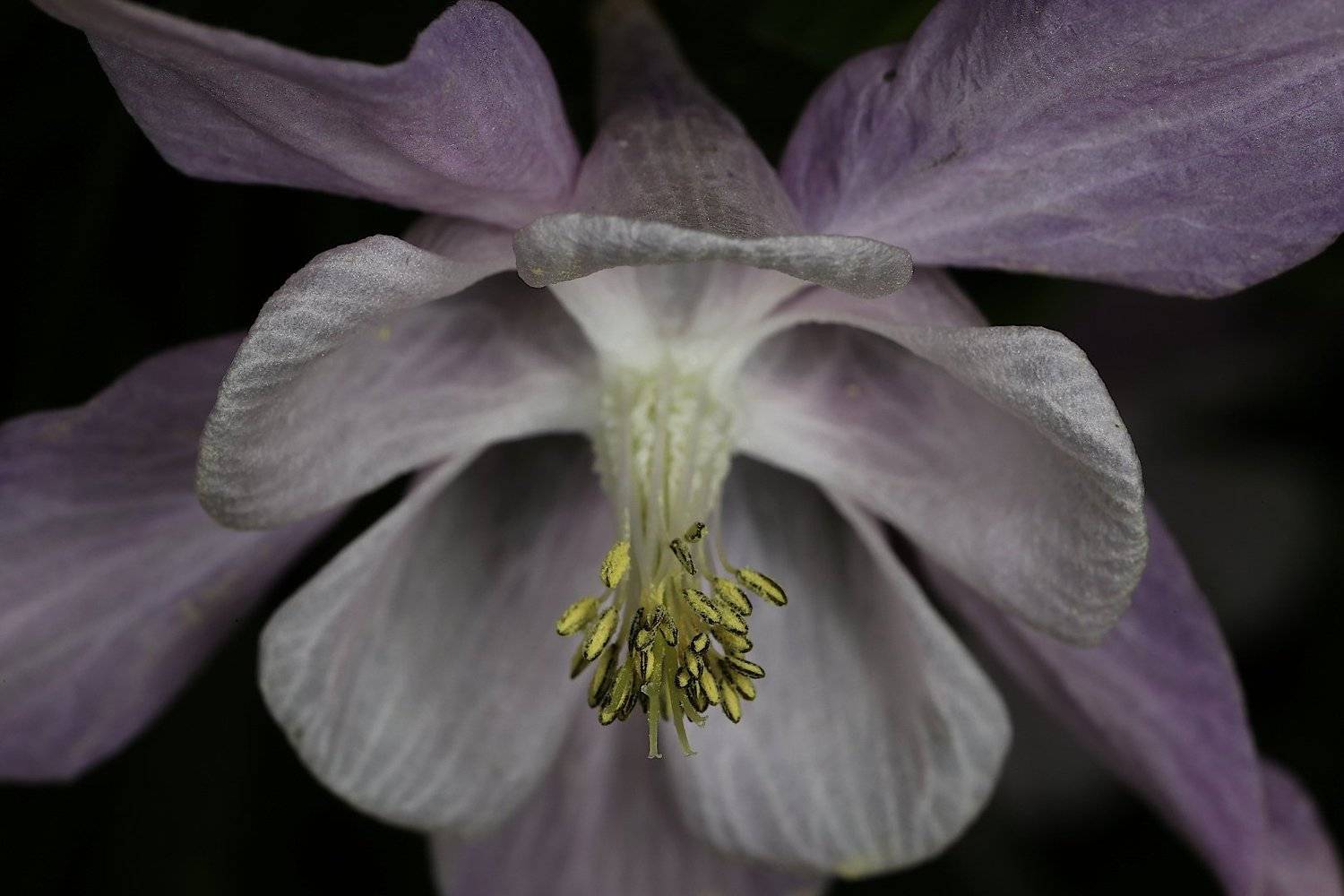 Аквилегия водосбор, Александр Зорин