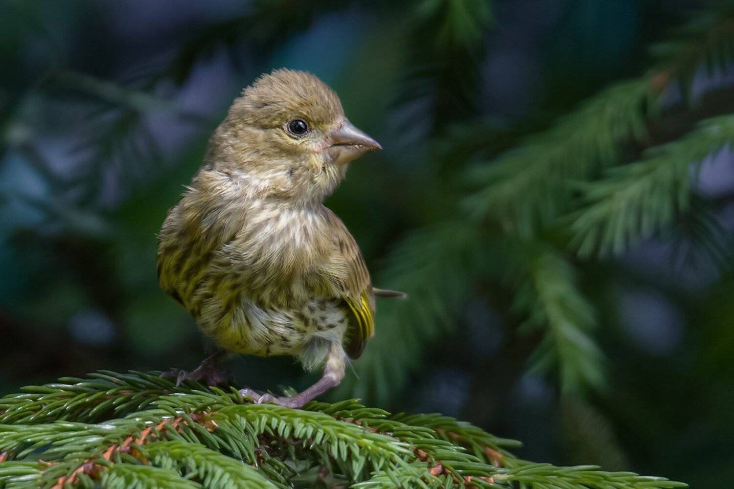 , Валерий Субачев