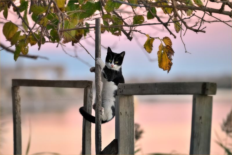 кошки, животные, портрет, закат Акробат фото превью