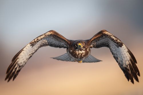 Common buzzard (Buteo buteo)
