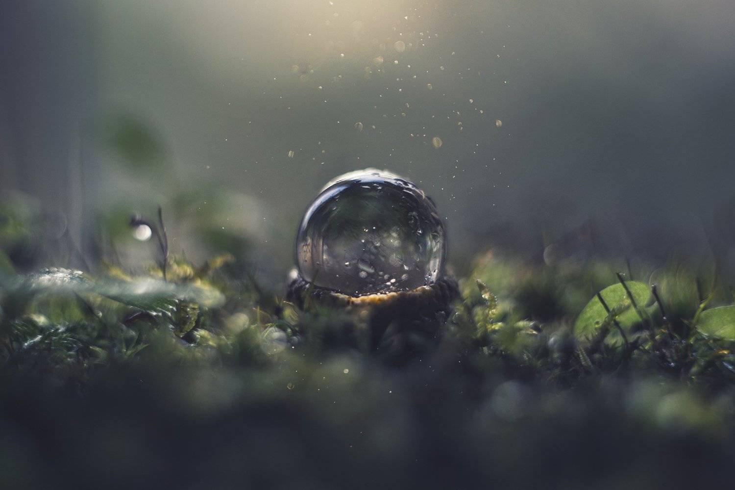 макро, макрофотография, макросъёмка, мох, лес, природа, капли, Ксения Орлова