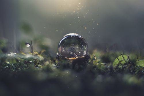 Волшебный лес