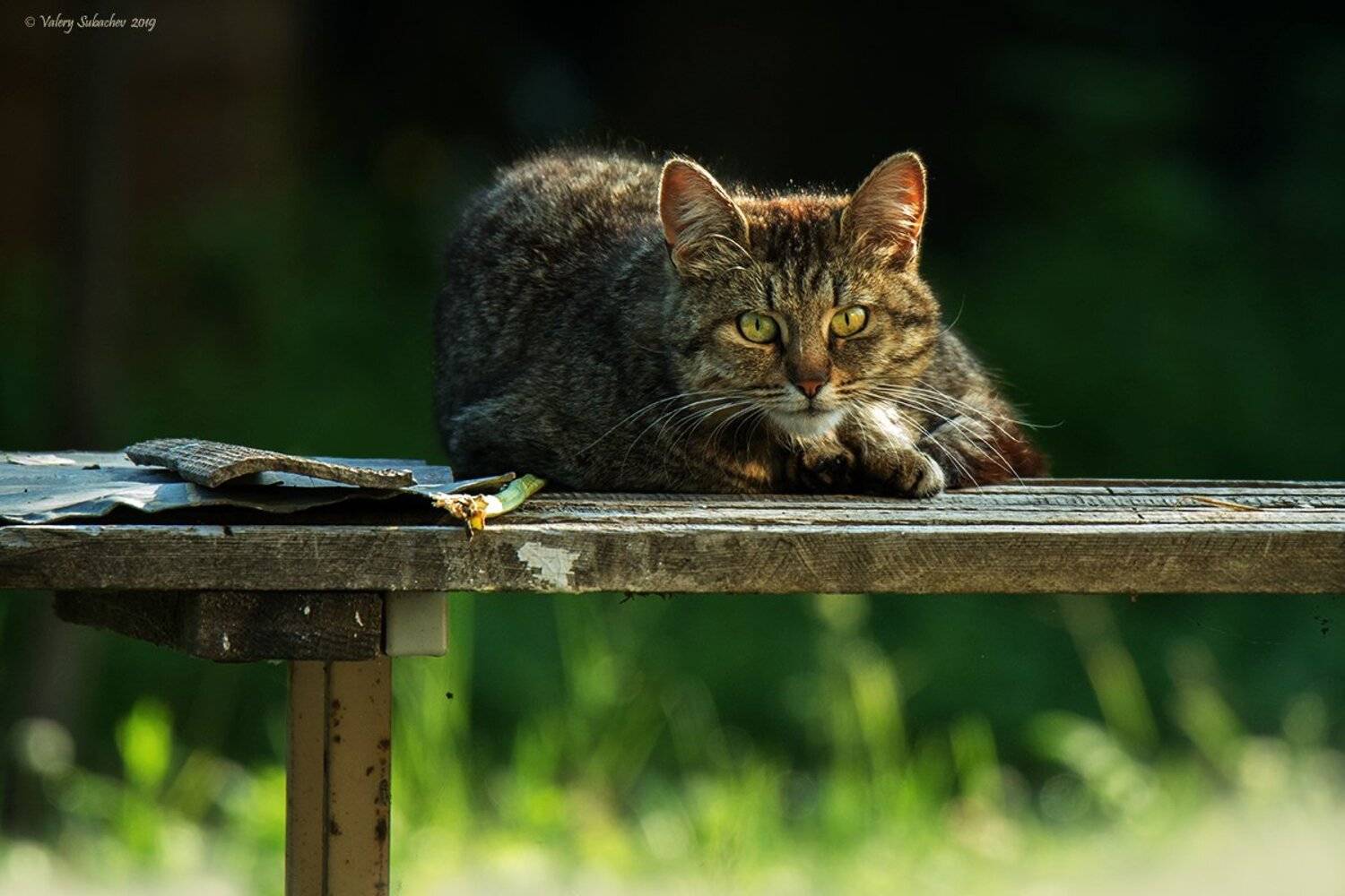 , Валерий Субачев