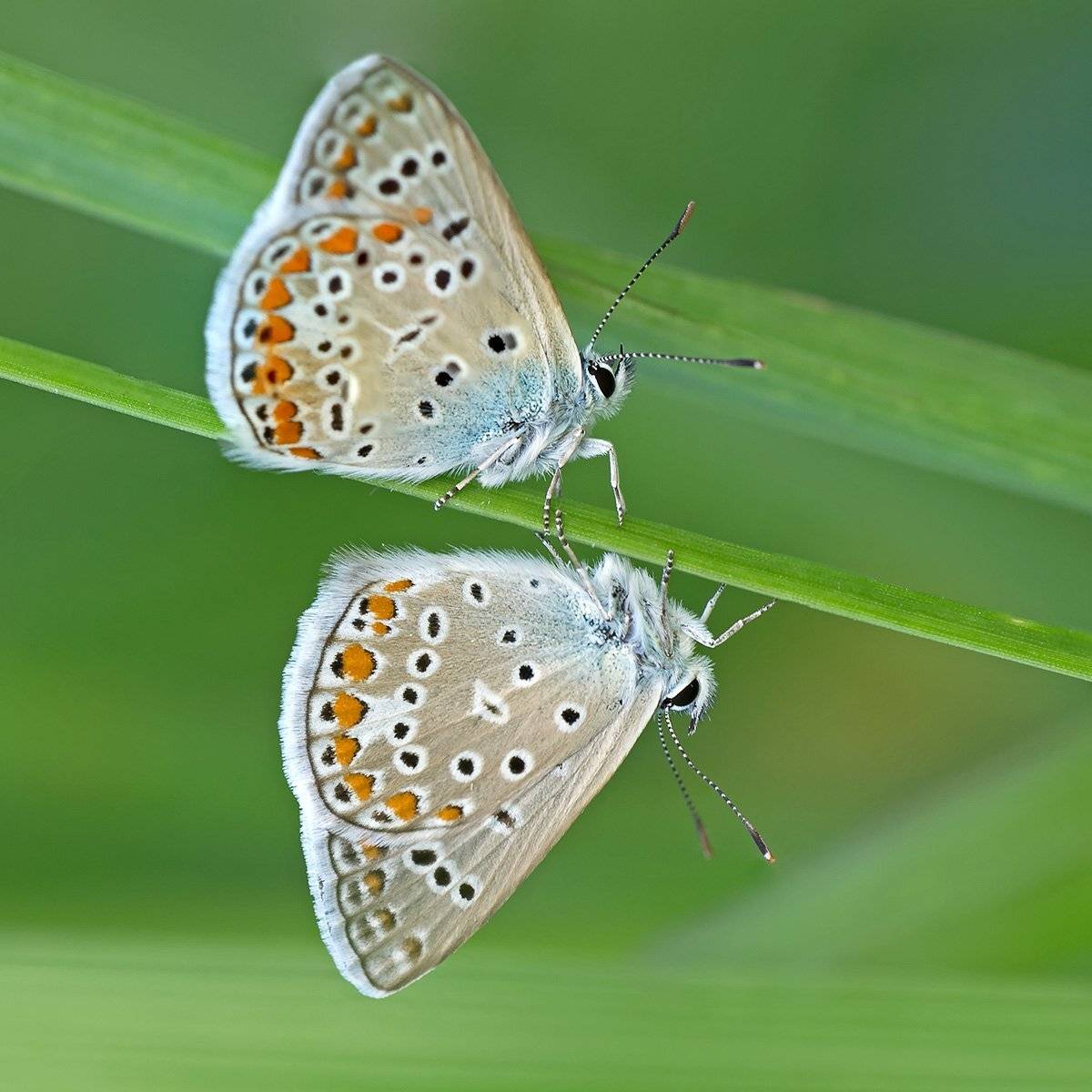 макро, насекомые, бабочки, голубянка, Александр Земляной