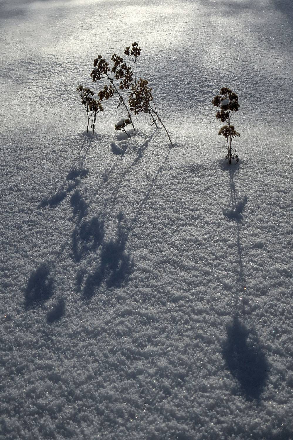 тень зима снег холод трава фактура иней, Качурин Алексей