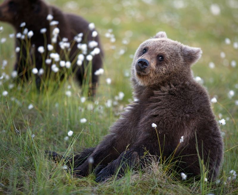 медвежата..дикая, природа., медвежья, семейка., карельский, медведь Медвежий мир фото превью
