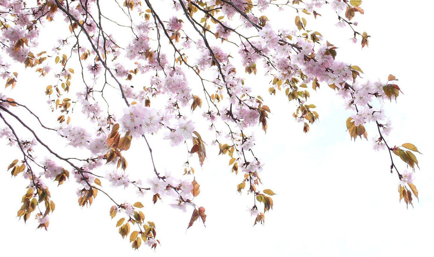 сакура весна, Александр Зорин