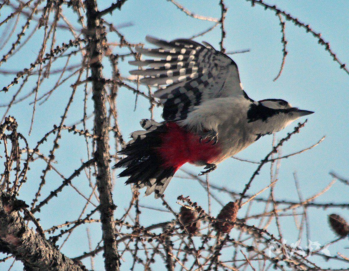 животные птицы зима птица большой пестрый дятел, Шангареев Марс
