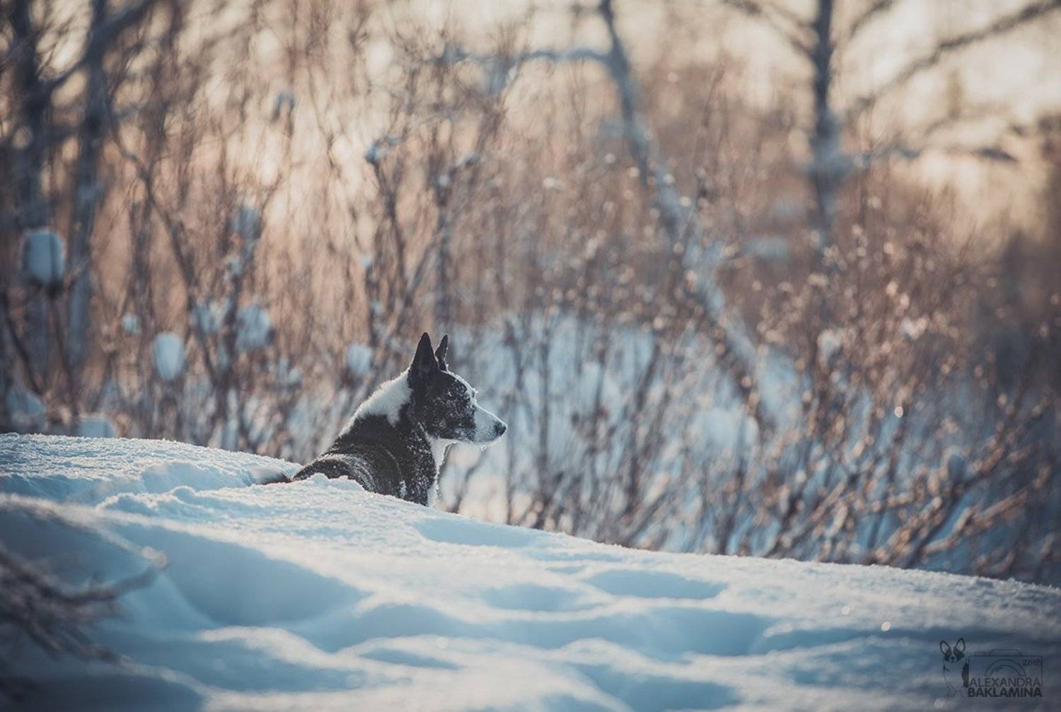 собака, зима, корги, Александра Бакламина