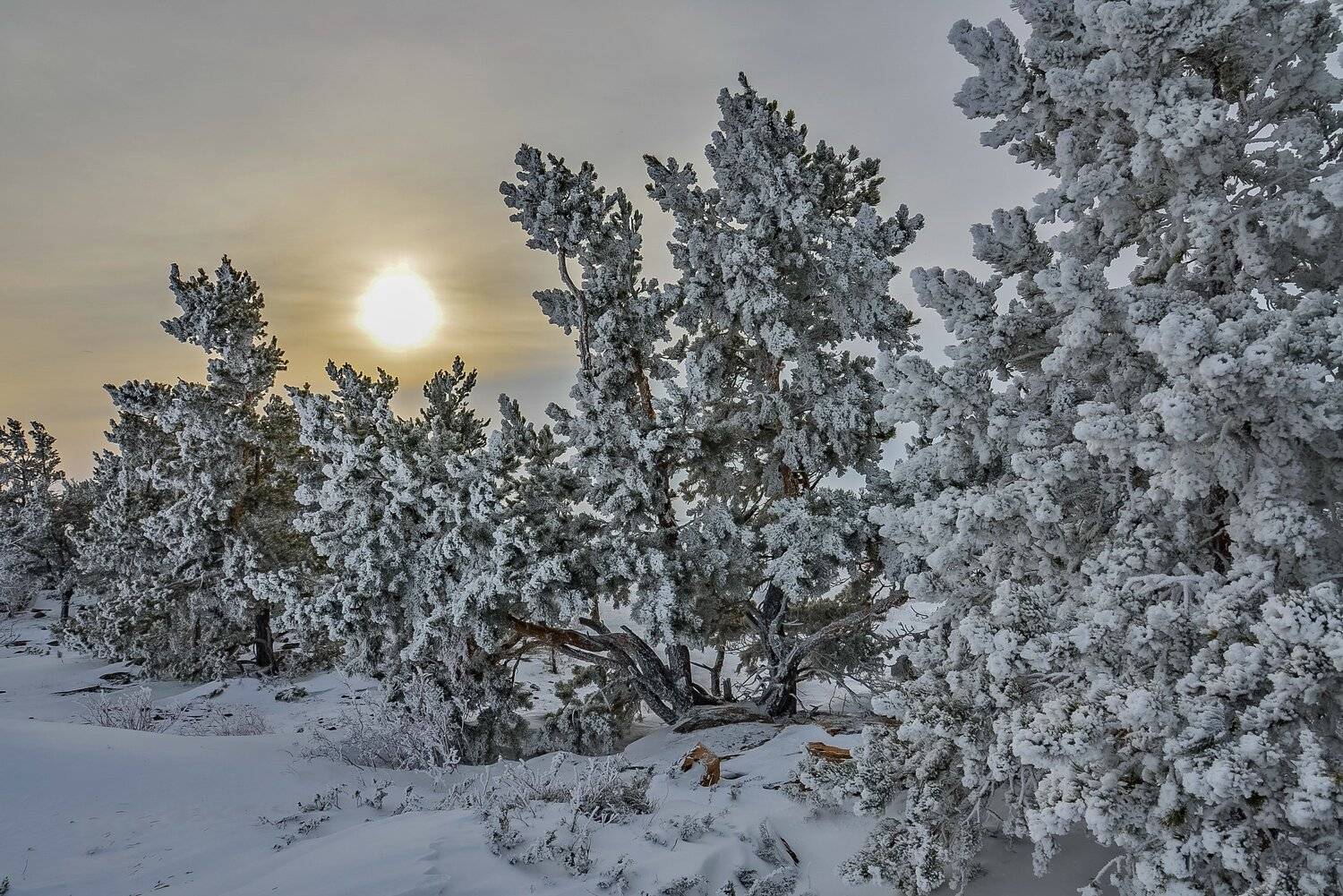 мороз, Евгений Дроботенко