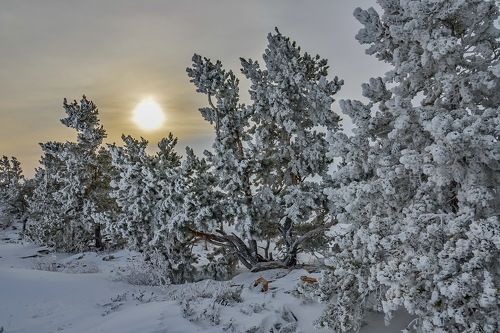 Зимний  пейзаж