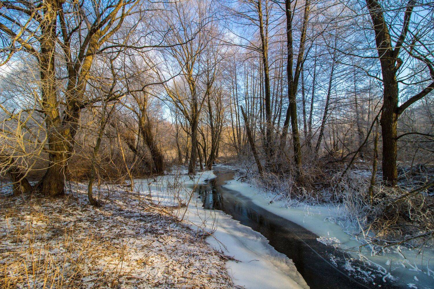 лес, зима, предзимье,мороз, ручей, река, усмань, Руслан Востриков