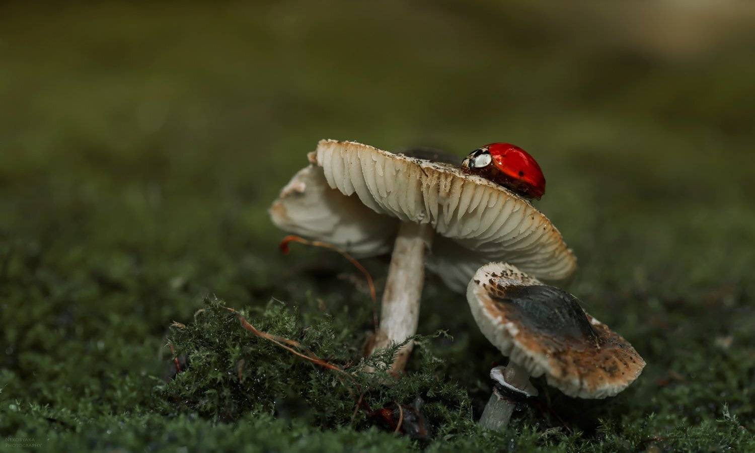 макро, природа, лес, насекомые, мох, грибы, божья коровка, macro, nature, forest, insects, moss, mushrooms, ladybug,, Тараненко Анжелика