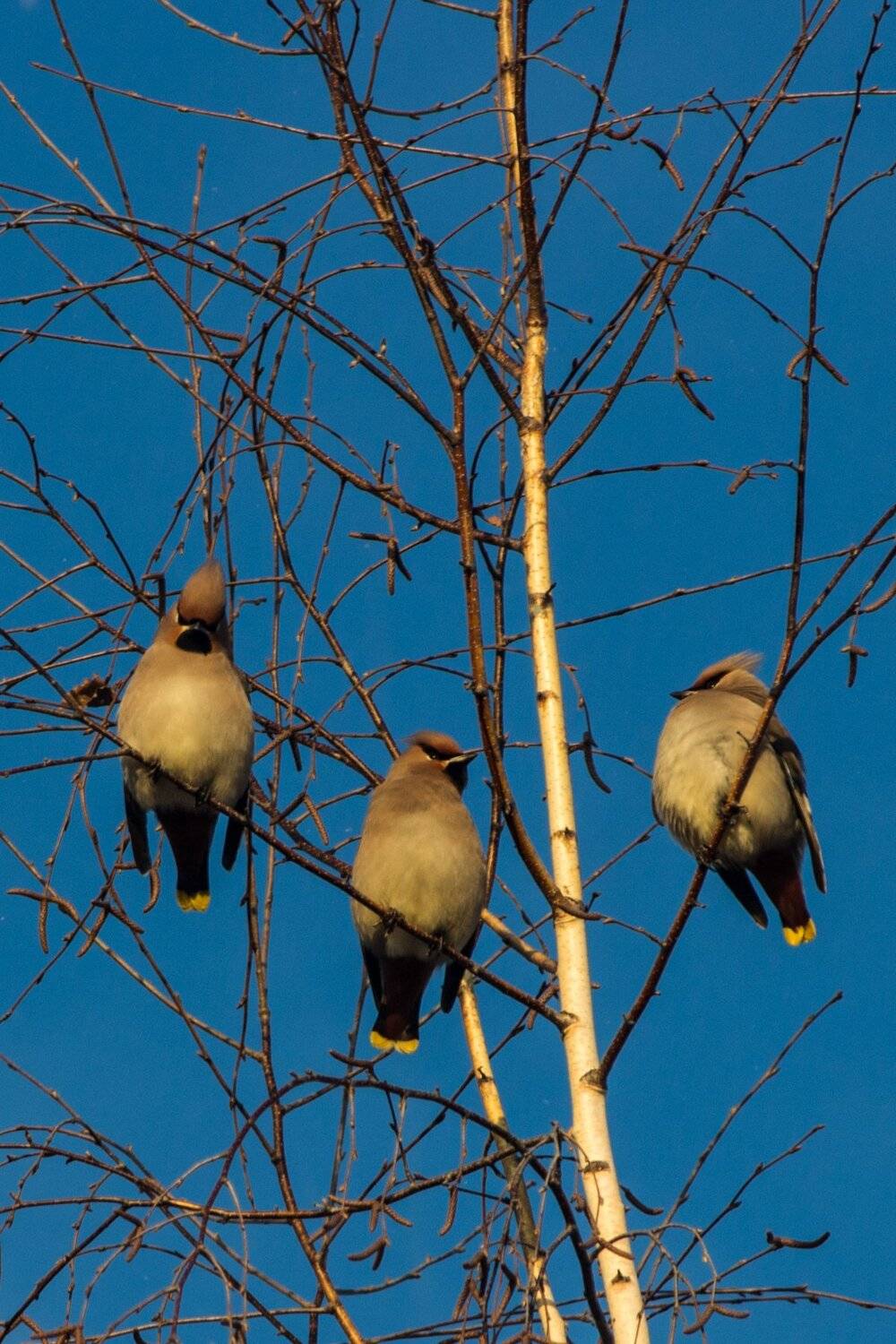 свиристель, птицы, зима, Руслан Востриков