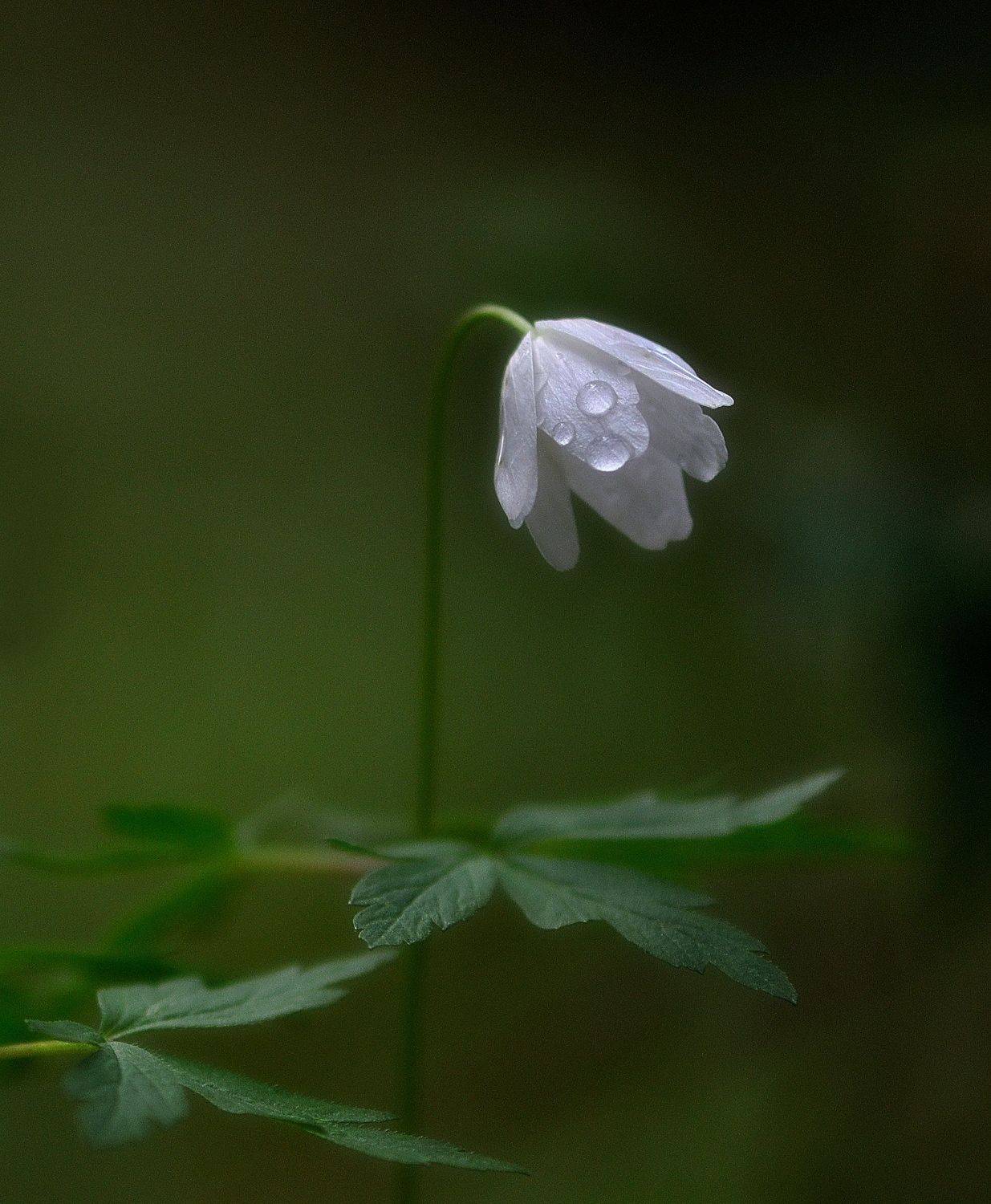макро,анемона,ветреница,природа,лес,весна, Наталия К