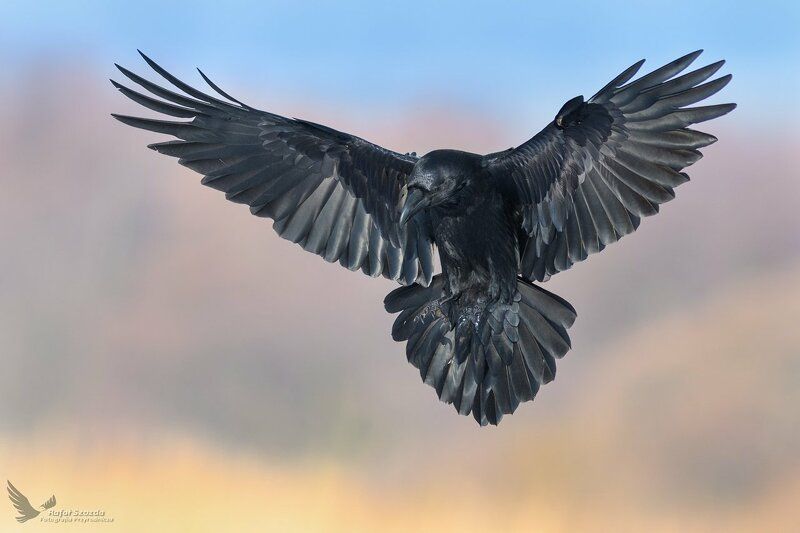 Kruk, Common Raven (Corvus corax) ... 2018r