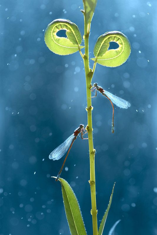 Макро, природа, стрекоза, стрекозы, боке  фото превью