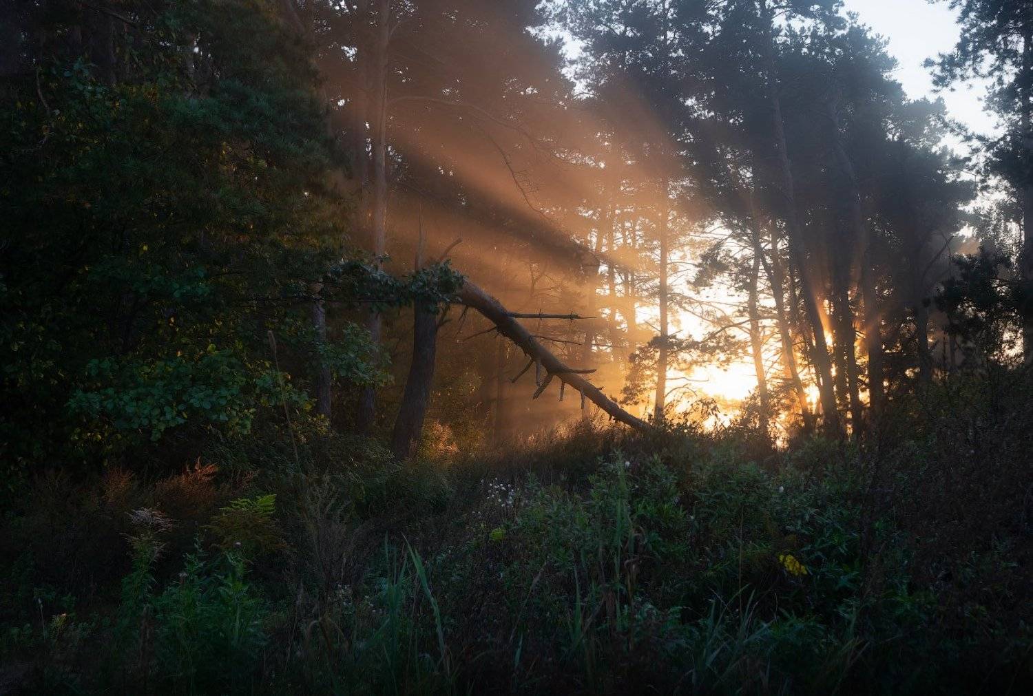 рассвет, осень, лес, дымка, свет,, Сергей Шабуневич