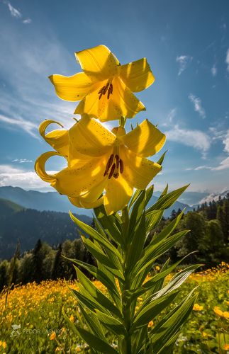 Лилия Кессельринга в Абхазии