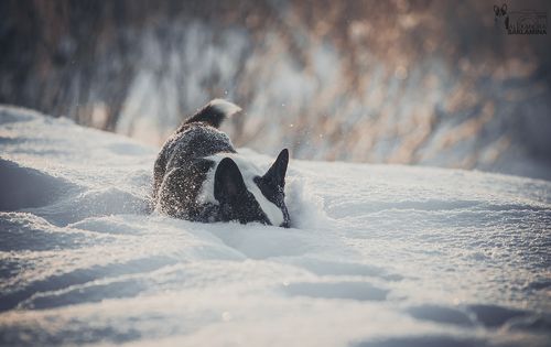 В поисках мячика)))
