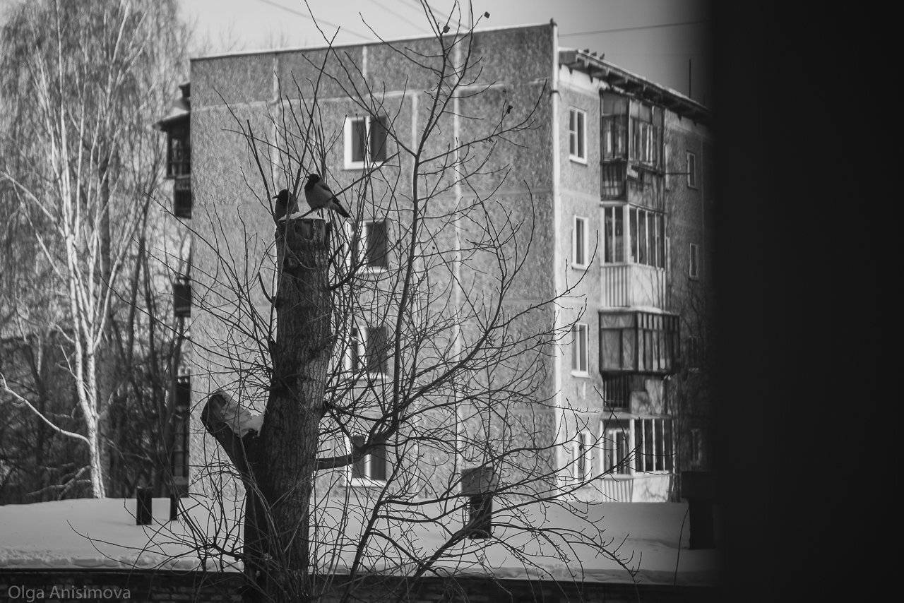 , Анисимова Ольга Леонидовна