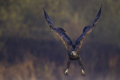 White tailed eagle