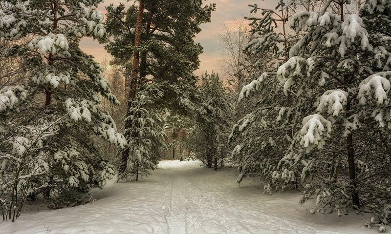 зимний вечер в лесу