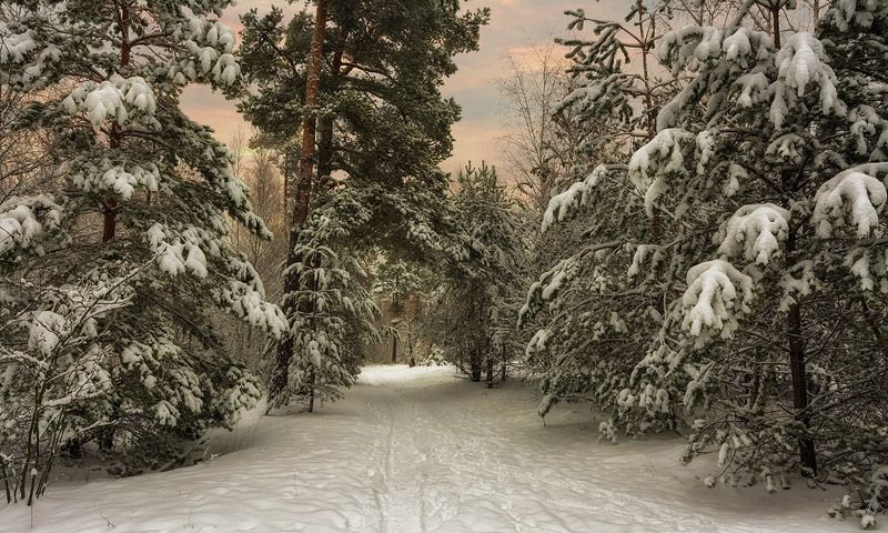 зимний вечер в лесу фото превью