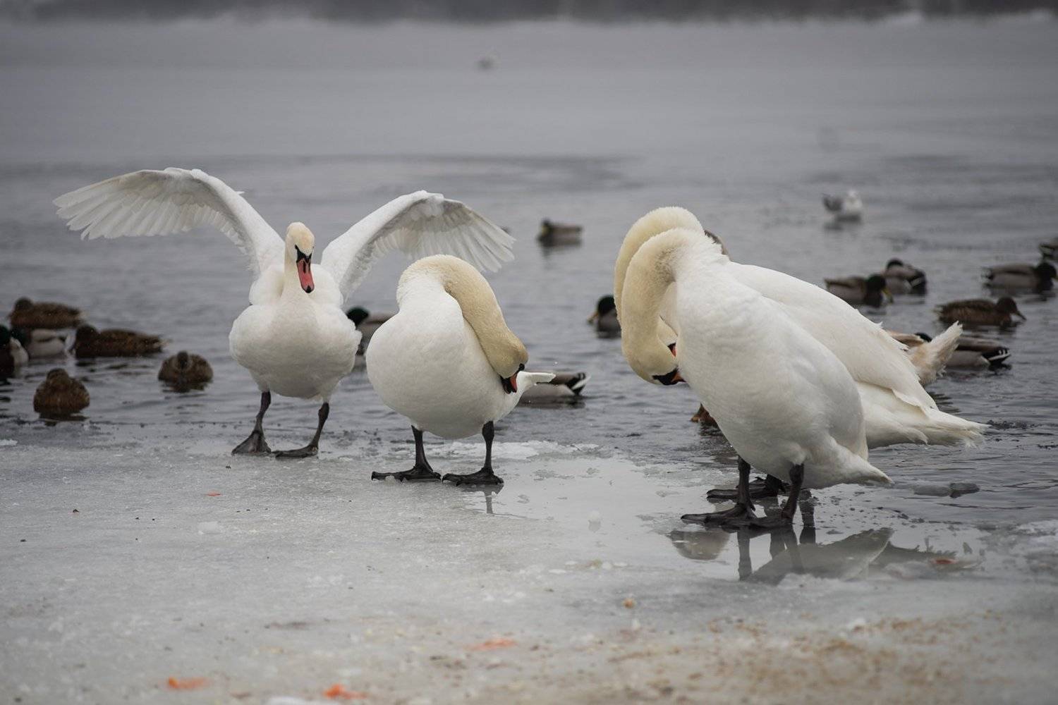 лебеди. зима, птицы, мороз, парк, сезон, днепр, юпитер37а, Дмитрий Толоконов