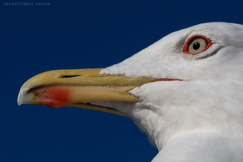портрет, чайка, птица, фототур, дозорный фото превью