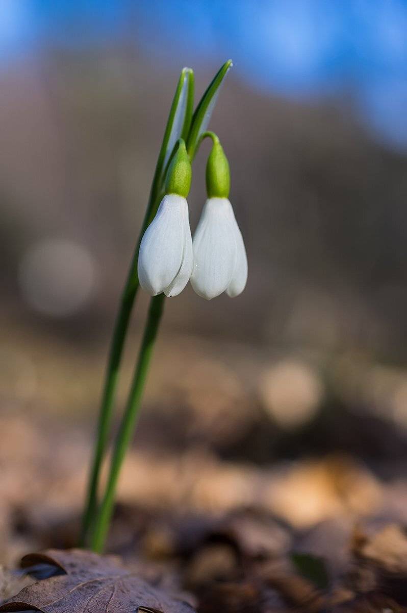 природа, макро, растения, цветы, галантус, подснежники, Александр Земляной