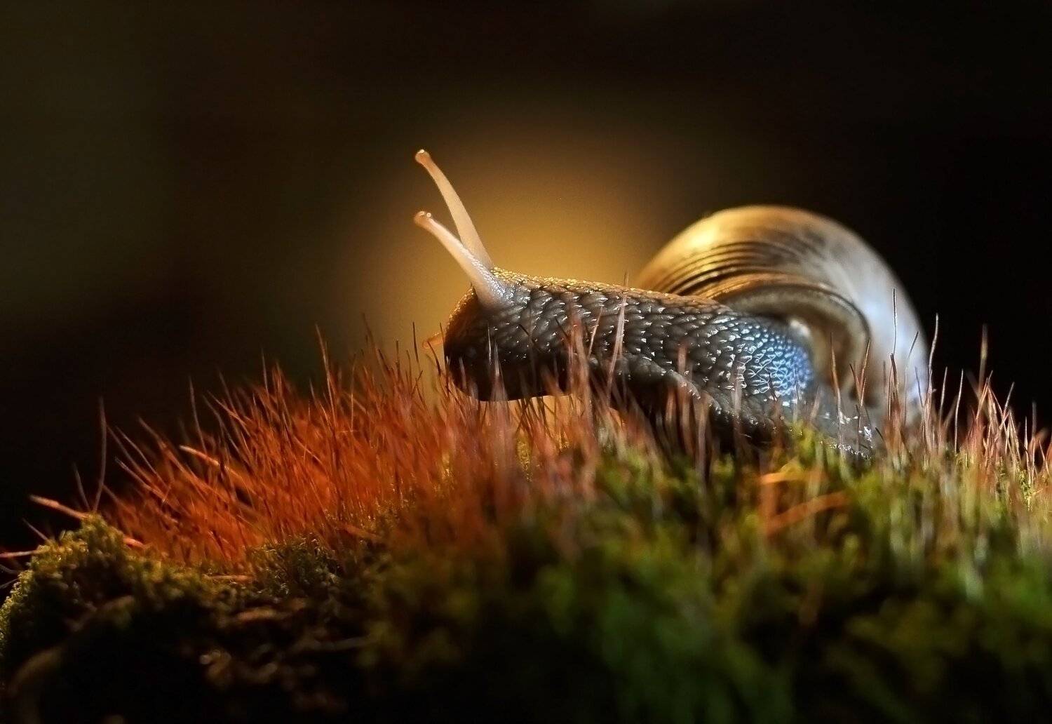 , Макеев Алексей